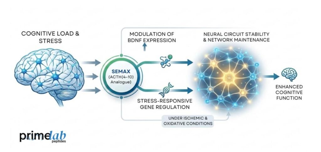 Where to Buy Semax