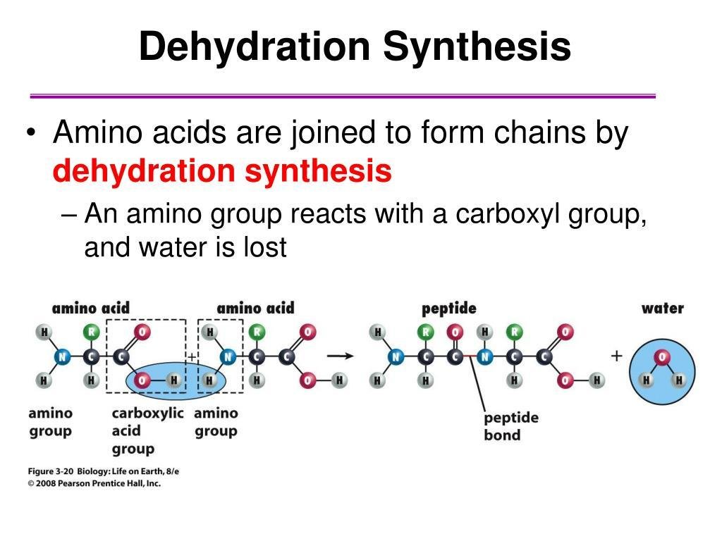 peptide bond formation